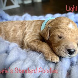 Poodle Puppies from Katie’s Standard Poodles