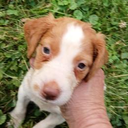 Boy 8 - White and orange male Brittany puppy in Mishawaka, Michigan from Riverbend Brittanys