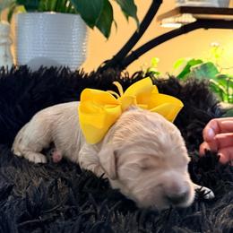 Princess Belle - Cream female Goldendoodle puppy in Puyallup, Washington from Dawnie’s Doodles