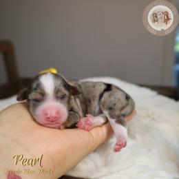 Pearl - Blue merle female Aussiedoodle puppy in Fort Myers, Florida from Little Golden Farm