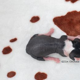 Chinese Crested Puppies from Qilin Chinese Crested