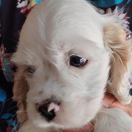 Cocker Spaniel puppies from Joron Cockers