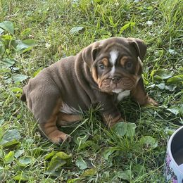 Lil Miss Hoss - Chocolate tri-color female Bulldog puppy in Wellsville, New York from Little Bit of Heaven Kennel