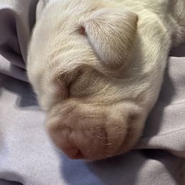 Labrador Retrievers from S&L labradors