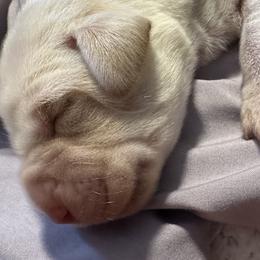 Labrador Retrievers from S&L labradors