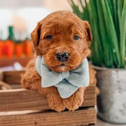 Frisco - Red  male Goldendoodle puppy in Iola, Texas from Supreme Doodles of Texas
