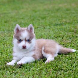 Gator - Lavender male Pomsky puppy in Denham Springs, Louisiana from Bayouland Pomskies