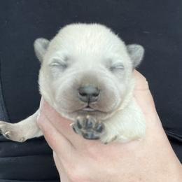 Boy 3 - Blue male Australian Cattle Dog puppy in Irvington, Kentucky from Dry Valley’s Australian Cattle Dogs