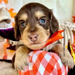 Binx(2700Akc pet) - Chocolate and cream male Dachshund puppy in Augusta, Arkansas from Savvy-Dee's Dachshunds