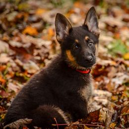 German Shepherd Puppies from Vom Feuerlands