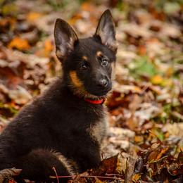 German Shepherd Puppies from Vom Feuerlands