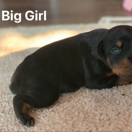 Doberman Pinscher Puppies from Melrae Dobermans
