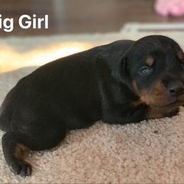 Doberman Pinscher Puppies from Melrae Dobermans