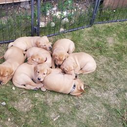 Labrador Retriever Puppies from Canyon River Outfitters
