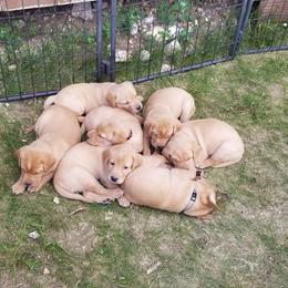 Labrador Retriever Puppies from Canyon River Outfitters