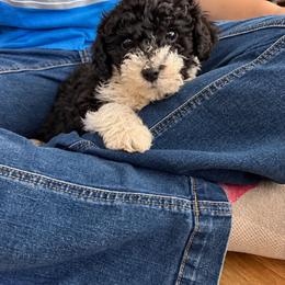 Clyde - Black and white male Aussiedoodle puppy in Hudson, Michigan from Haas Pawz