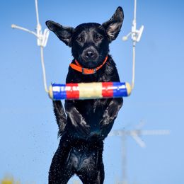 Omelette - Labrador Retriever