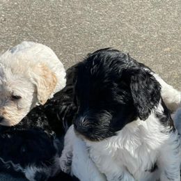 Labradoodles from Seven Springs Doodles