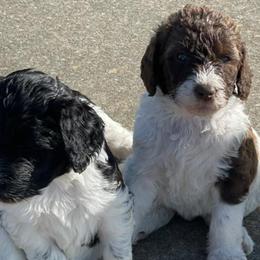 Labradoodles from Seven Springs Doodles