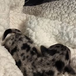 Boy 1 - Dapple male Dachshund puppy in Barre, Massachusetts from Central Mass Dachshunds