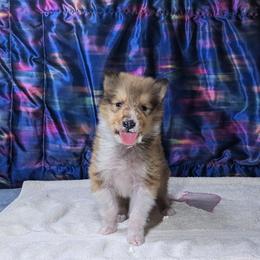 Aleutian - Sable and white male Collie puppy in Dickson, Tennessee from Ceilidh Collies