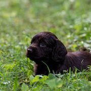 Boykin Spaniel Puppies from Able Elite Canines