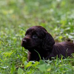Boykin Spaniel Puppies from Able Elite Canines