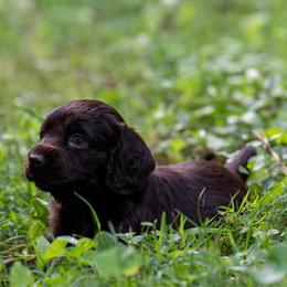 Boykin Spaniel Puppies from Able Elite Canines