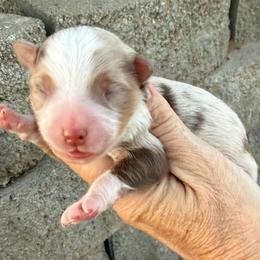 Merle 2 - Red merle male Miniature American Shepherd puppy in Centerville, Washington from Turnin Heads