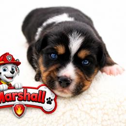 Marshall - Black tri male Miniature Australian Shepherd puppy in Apache Junction, Arizona from Circle T Mini Aussies
