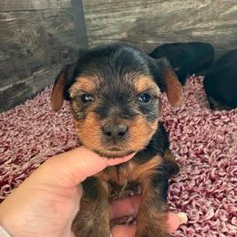 Rose - Black and tan female Yorkshire Terrier puppy in Osseo, Michigan from Smiths Fluffy butts
