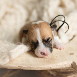 Black Collar- Male- Blaze - Sable male Pembroke Welsh Corgi puppy in Waverly Hall, Georgia from 6g Ranch Corgis