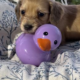 Ophelia - Cream female Dachshund puppy in Crestview, Florida from Neverending Dachies