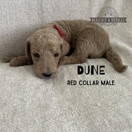 Dune - Apricot male Goldendoodle puppy in Inez, Texas from Heavenly H Doodles