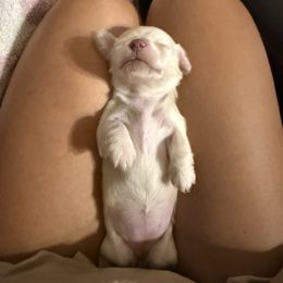 Lottie - Cream female Dachshund puppy in Blanchard, Oklahoma from Crown and Collar Mini Dachshunds