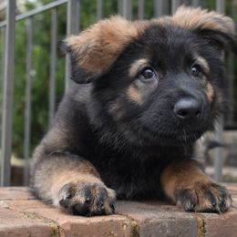 German Shepherd Puppies from Chattanooga Tn German Shepherds