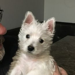West Highland White Terrier and Yorkshire Terrier Puppies from Debra Burnett