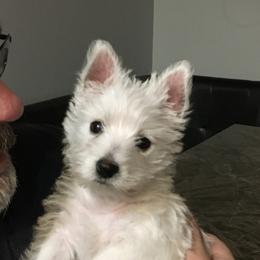 West Highland White Terrier and Yorkshire Terrier Puppies from Debra Burnett