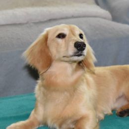 Hank - Dachshund