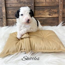 Skittles - Parti male Poodle puppy in from Pink Poodles and Doodles