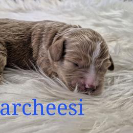 PARCHEESI - Caramel male Labradoodle puppy in Sussex, Wisconsin from Dancing Doodles