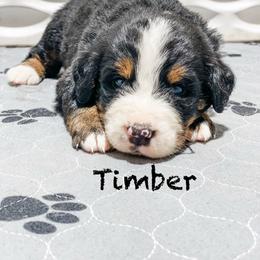 Timber - Black rust and white male Bernese Mountain Dog puppy in Hudson, Indiana from TurkeyCreek-K9