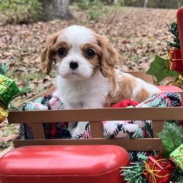 ZEE - Blenheim female Cavalier King Charles Spaniel puppy in Yellowpine, Texas from Toledo Bend Cavaliers