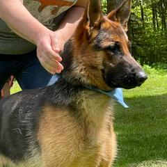 Aries - German Shepherd
