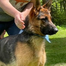 Aries - German Shepherd