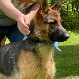 Aries - German Shepherd