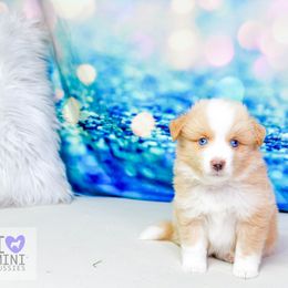 Canoe : Boy 3 - Yellow male Miniature Australian Shepherd puppy in Orlando, Florida from iHeart Mini Aussies