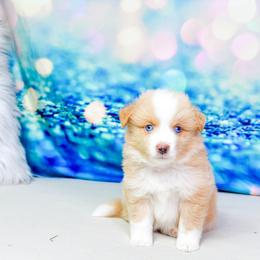 Canoe : Boy 3 - Yellow male Miniature Australian Shepherd puppy in Orlando, Florida from iHeart Mini Aussies