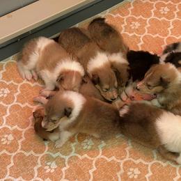 Boy 3 - male Collie puppy in Mount Orab, Ohio from Plum Creek Collies