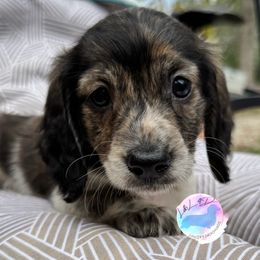 Boy 1 - Brindle male Dachshund puppy in Houston, Texas from L&L 4D Dancer’s Dachshunds